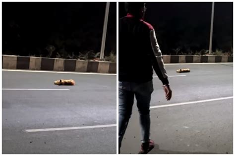 路邊狗狗死掉|夫妻驚見浪浪被車撞死橫躺路中央！他不忍「至少帶去。